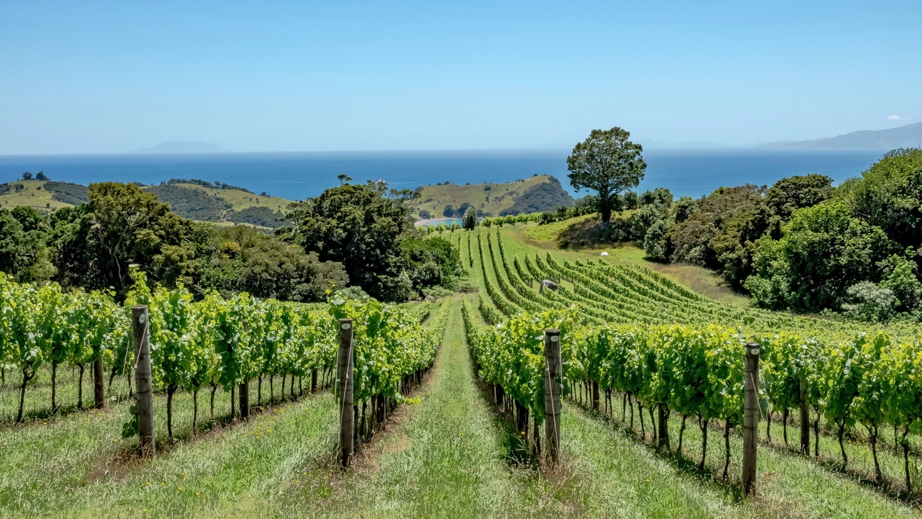Rows on vines in a vineyard on Waiheke Island, with harbour and blue sky in background, near Auckland, New Zealand. Image credit: stock.adobe.com