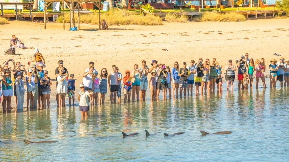 Tourists on the beach with group of wild dolphins at Monkey Mia in the Coal Coast, Shark Bay.