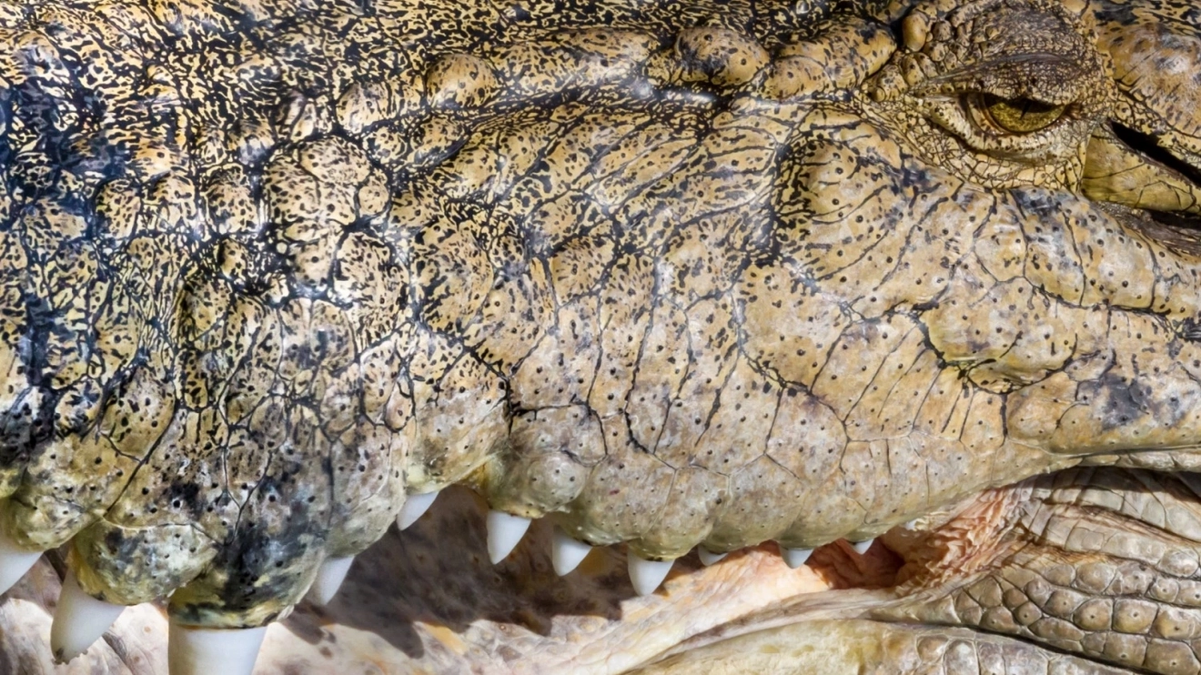 A close-up of a large crocodile’s teeth at Cairns Zoom and Wildlife Dome, Tropical North Queensland. Image credit: Shutterstock