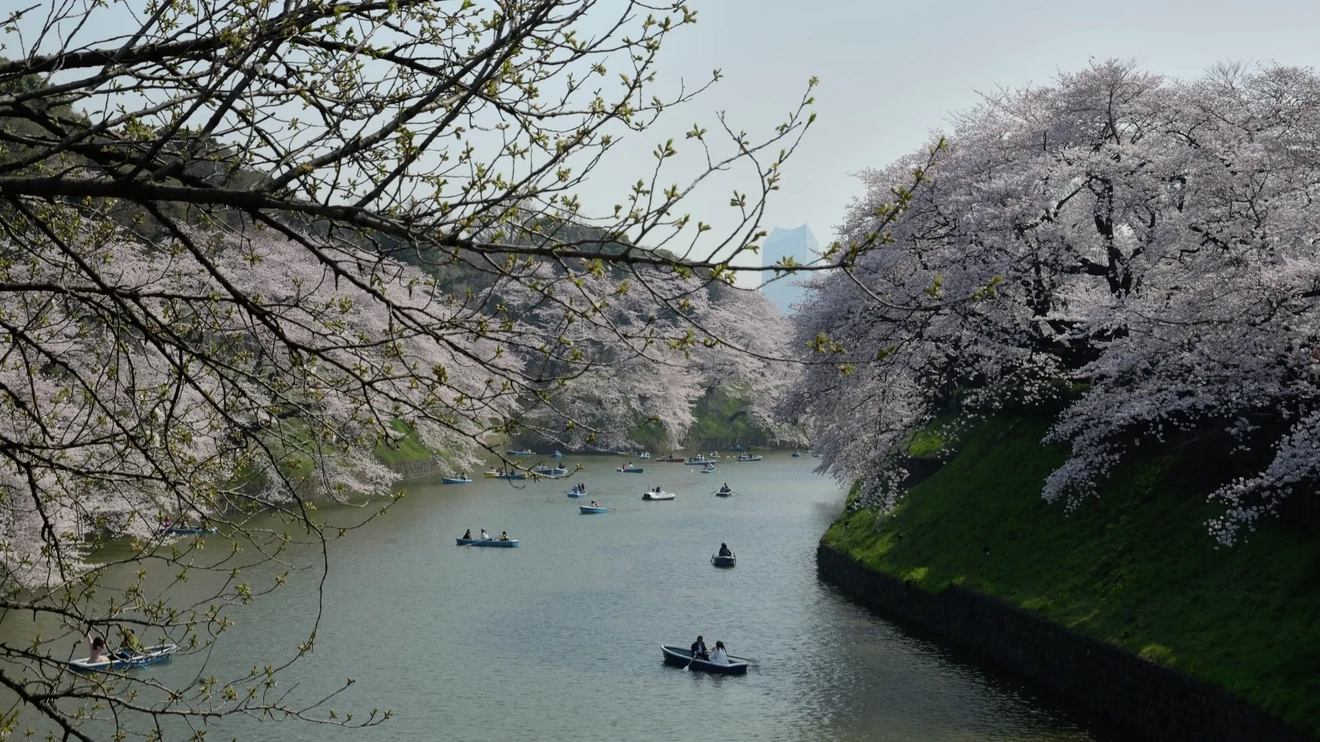 People are enjoy boat riding in Kitanomaru Park at the Imperial Palace Gardens.