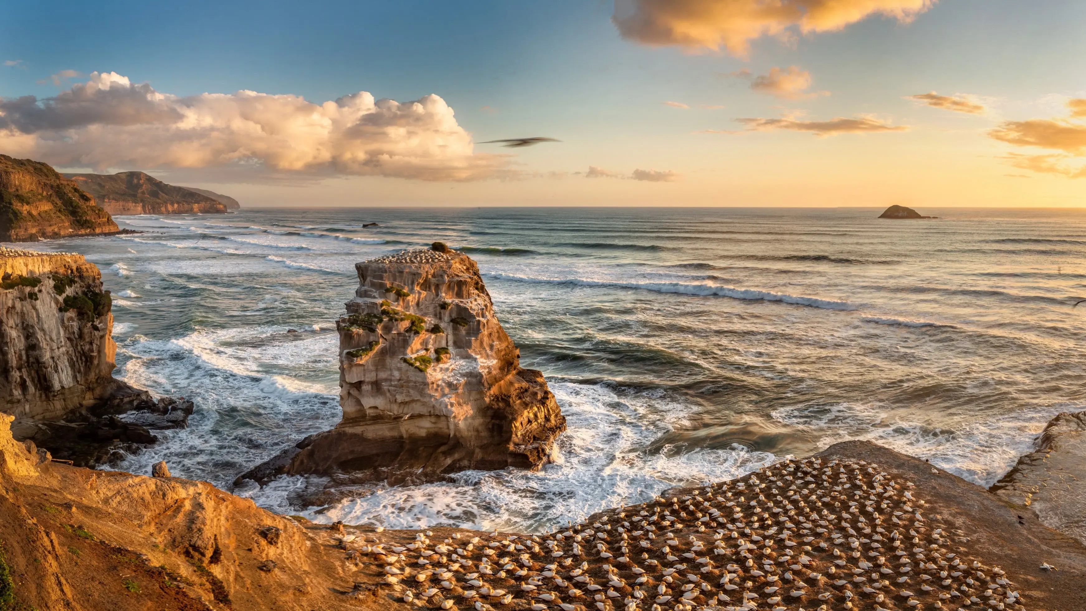 Gannets roosting on the clifftop at Muriwai at sunset, with breaking surf behind, Auckland, New Zealand. Image credit: stock.adobe.com