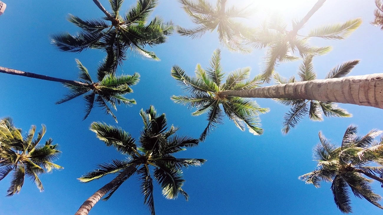 Palm trees in the sun.