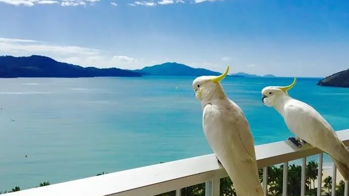 Two cockatoos perched high up on a balcony with bright blue sea in the background