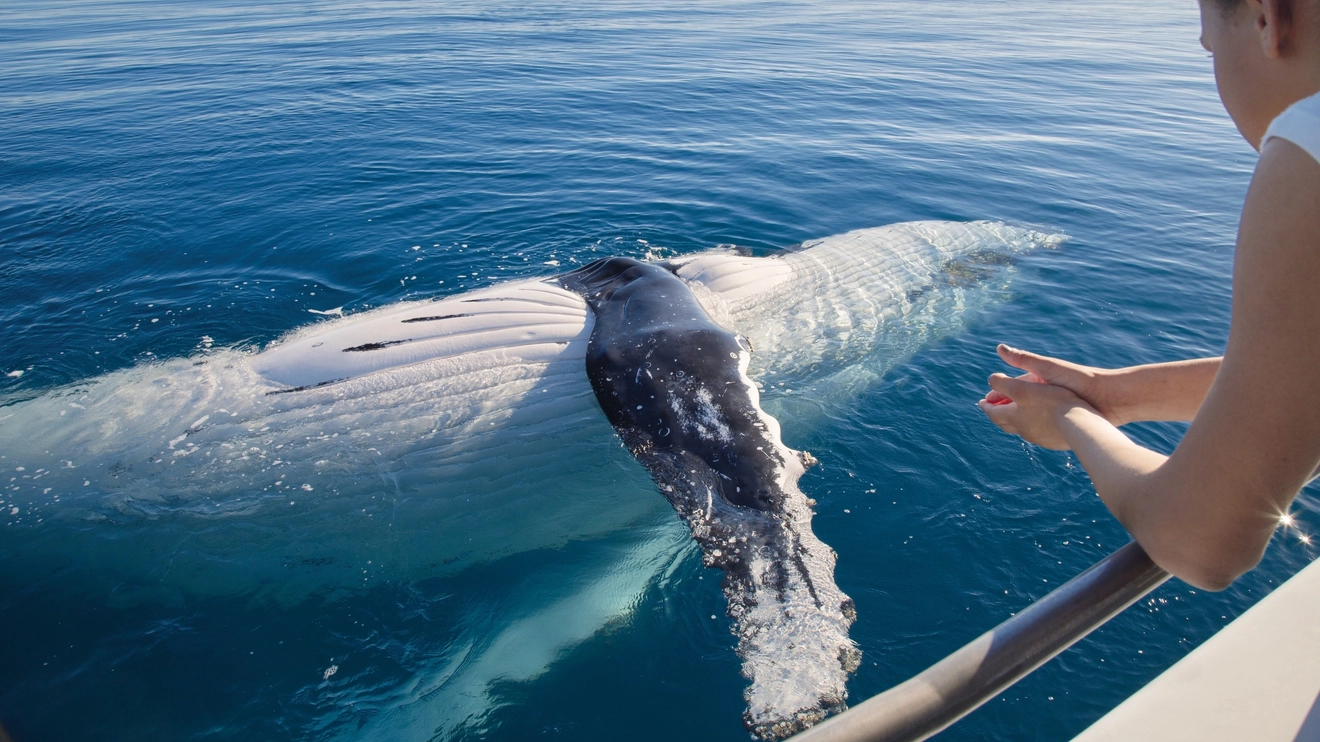 A humpback whale raises a fin alongside a whale-watching tour boat in Hervey Bay. Image credit: Tourism and Events Queensland