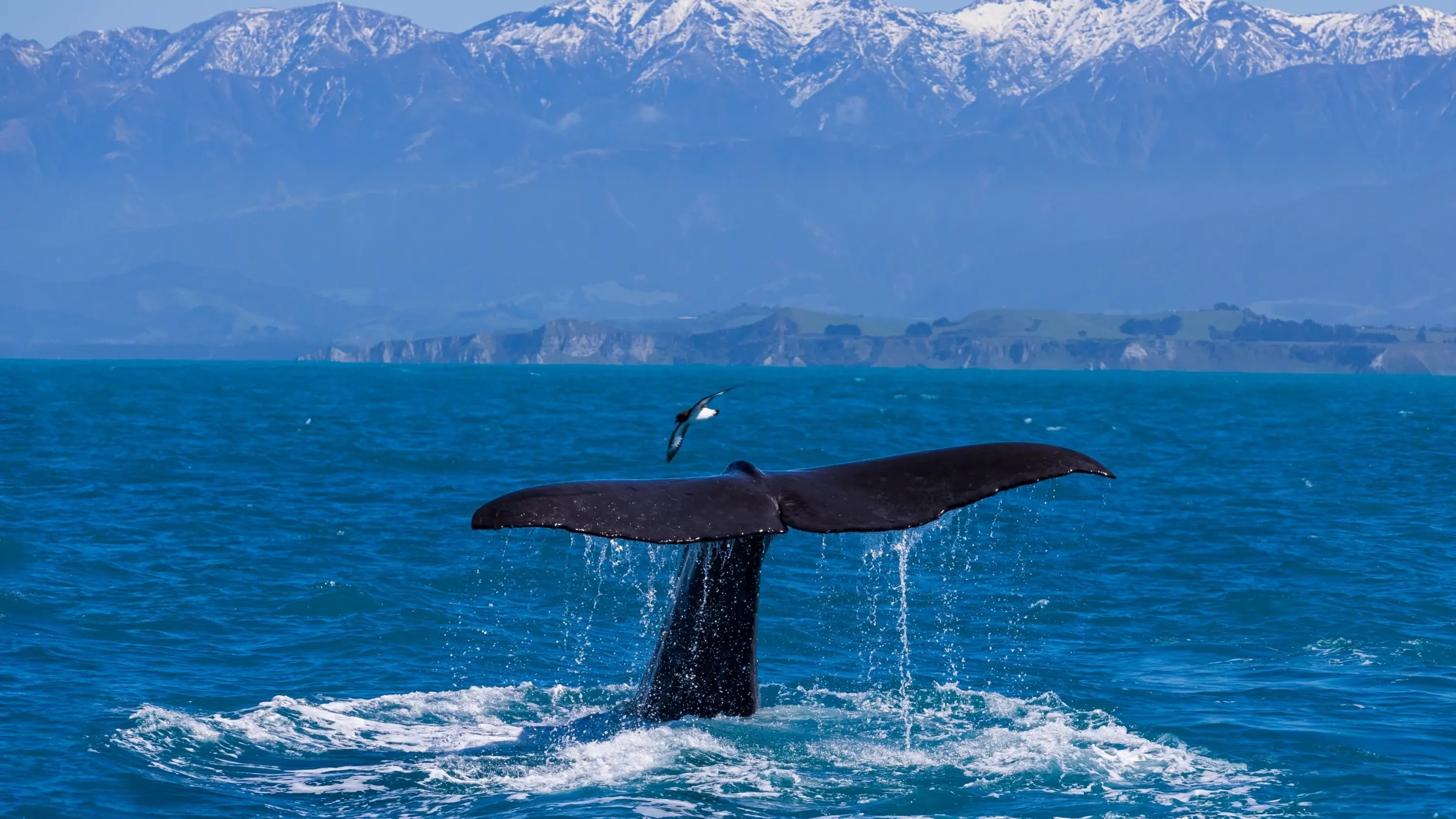 A whale tail rises from the ocean near Kaikōura beside a seabird, with cliffs and snow-capped mountains in the background, Christchurch, New Zealand. Image credit: stock.adobe.com