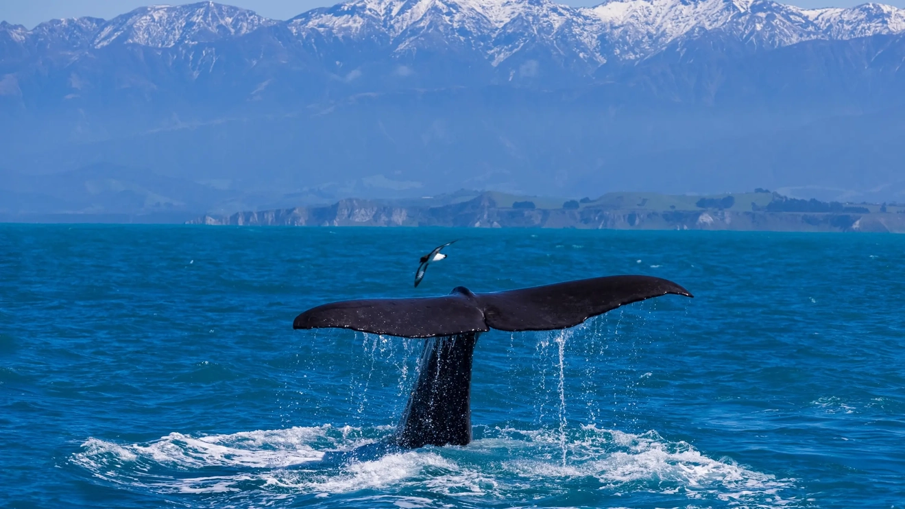 A whale tail rises from the ocean near Kaikōura beside a seabird, with cliffs and snow-capped mountains in the background, Christchurch, New Zealand. Image credit: stock.adobe.com