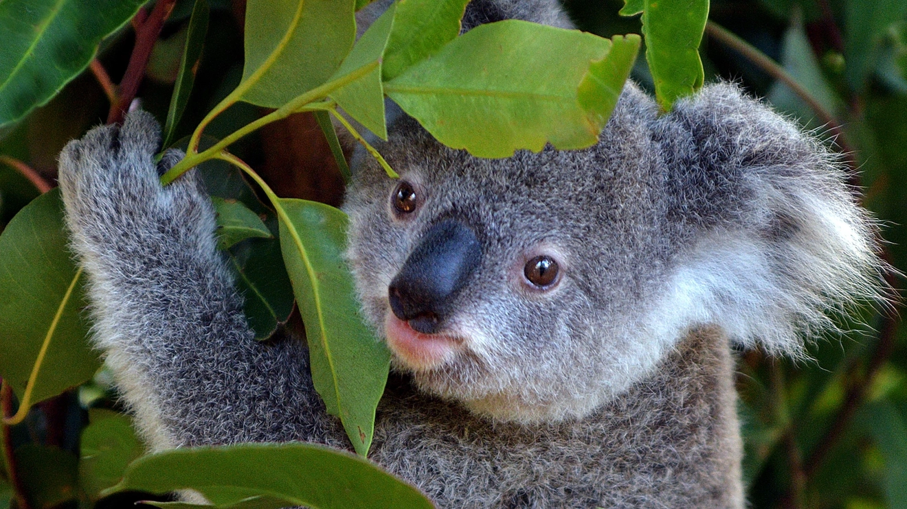 A close up of a koala surrounded by green leaves at Currumbin Wildlife Sanctuary on the Gold Coast. Image credit: ChameleonsEye/shutterstock.com