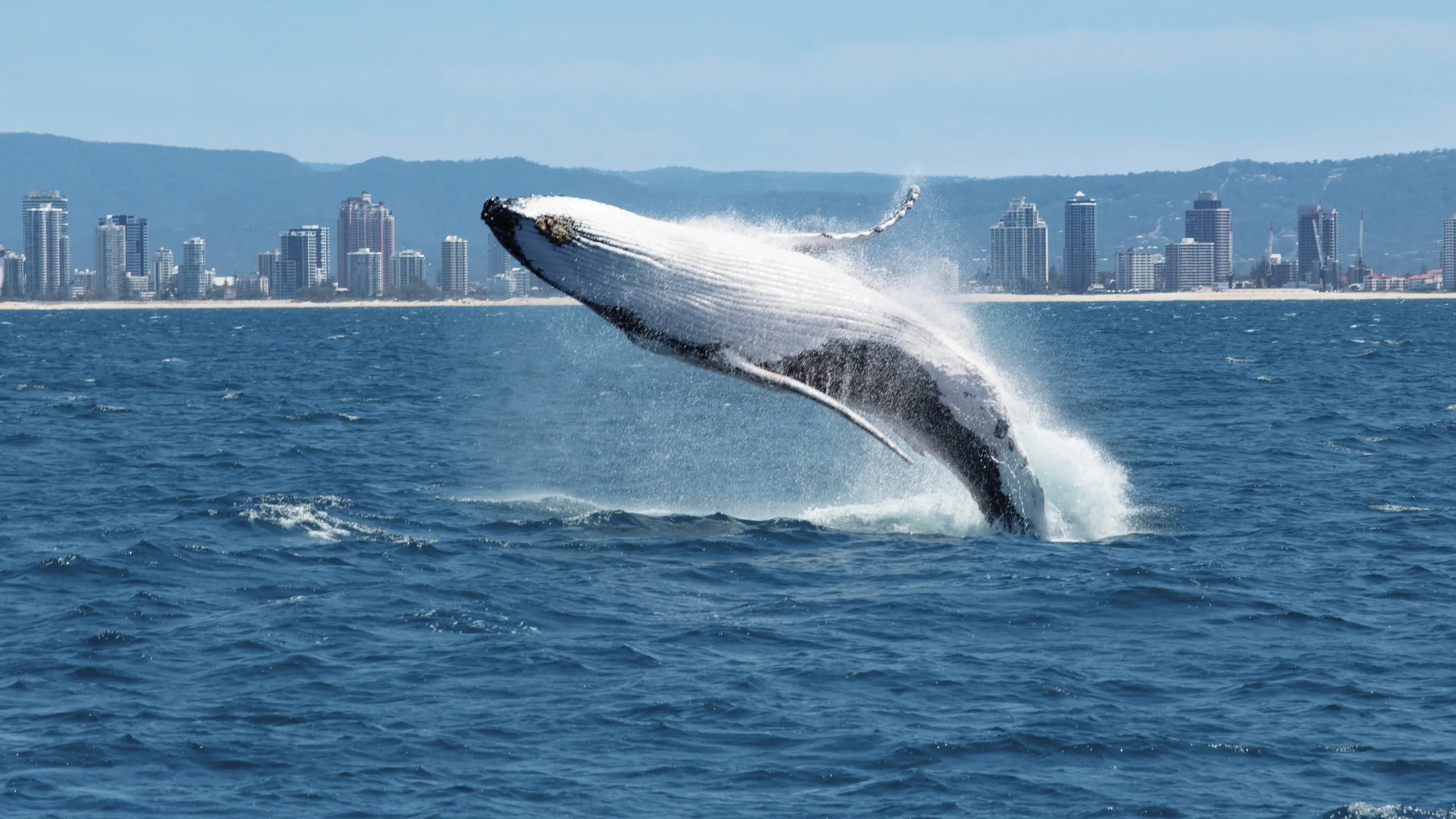 Humpback whale leaping out of the water, with Surfers Paradise skyline in background. Image credit: Tourism and Events Queensland