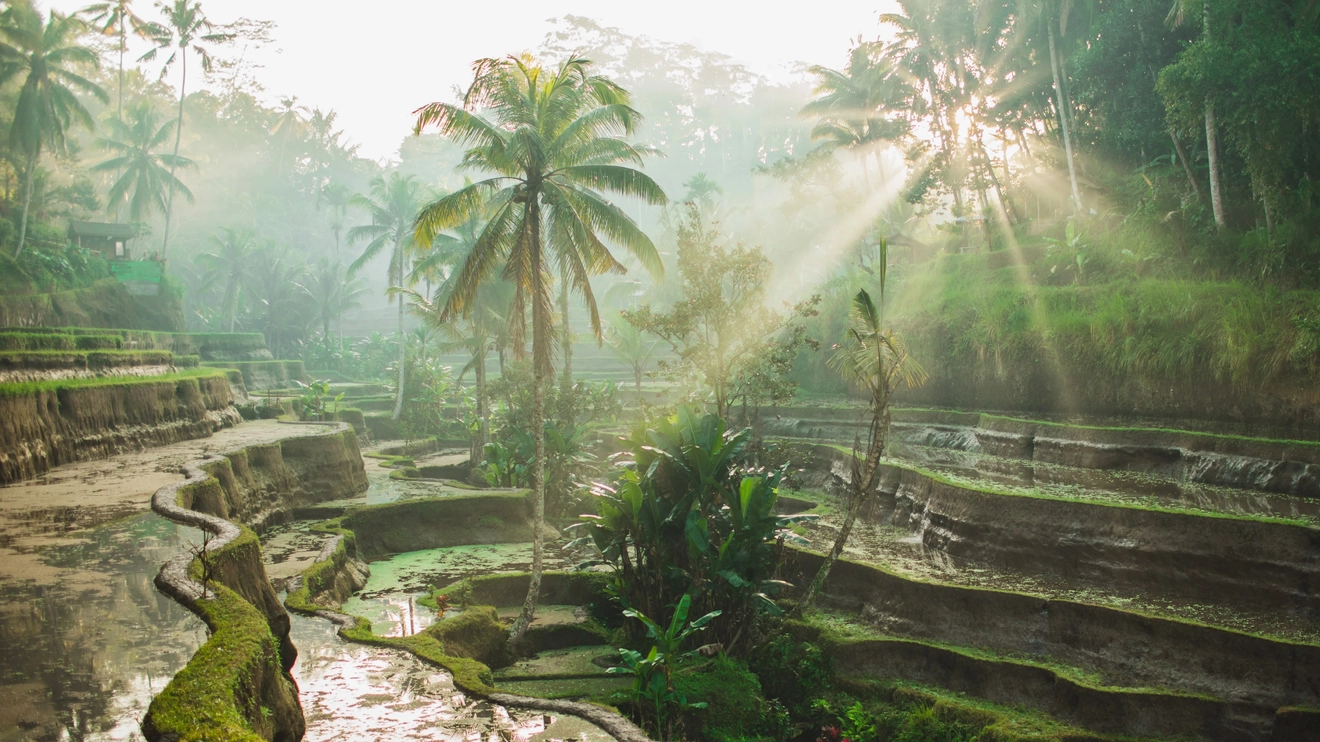 Sunrise over famous Balinese landmark Tegalalang rice terraces. Image credit: stock.adobe.com