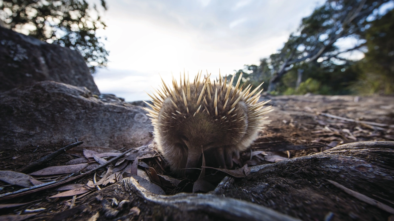 A close-up of an echidna in Tasman National Park. Image credit: Tourism Tasmania/Sean Scott