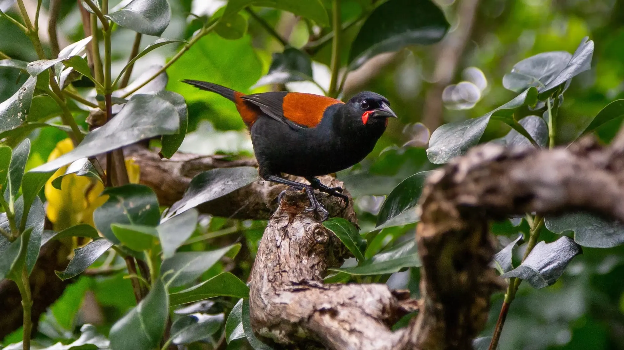 A native tīeke (saddleback), among the foliage at Zealandia ecosanctuary, Wellington, New Zealand. Image credit: stock.adobe.com