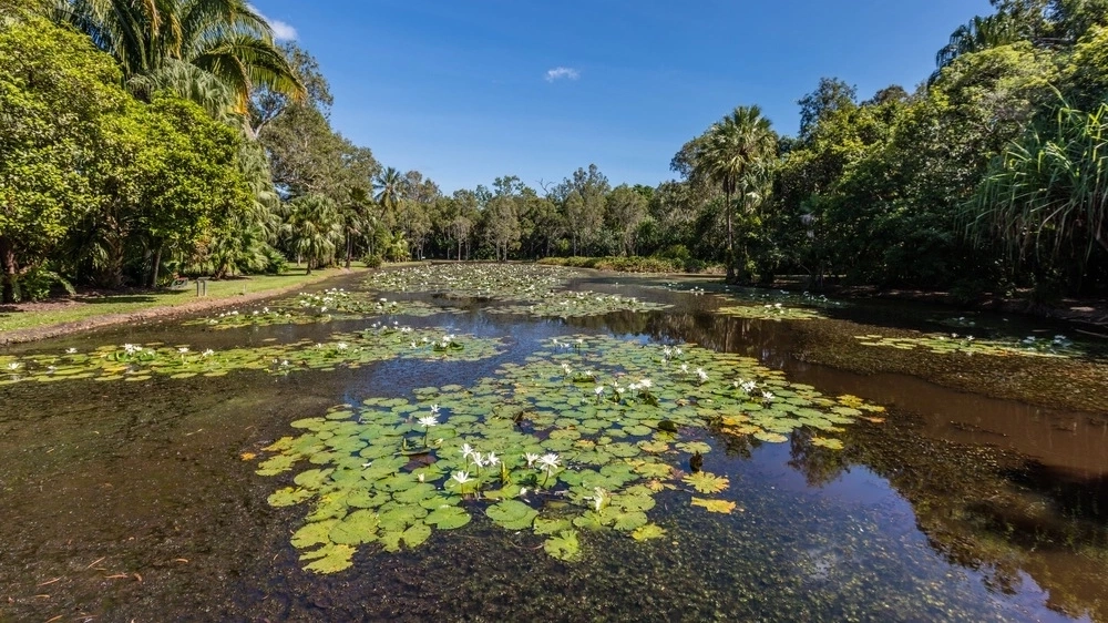 View across a large pond in Cairns Botanic Gardens, surrounded by leafy green tropical plants.