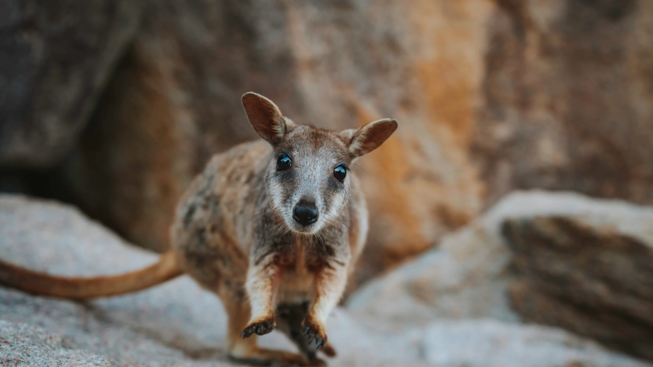 One of the adorable rock wallabies at Geoffrey Bay (Magnetic Island). Image credit: Tourism and Events Queensland