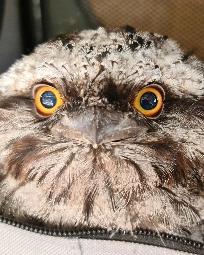 Raffy the Tawny Frogmouth turns on the cute at Discover Deadly, Margaret River. Image credit: Discover Deadly