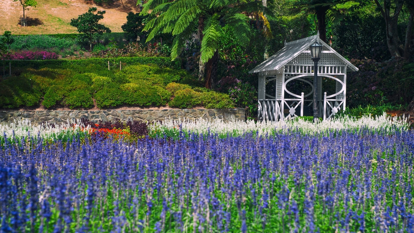 A sea of lavender flowers with a white gazebo in the background at Wellington Botanic Garden, New Zealand. Image credit: stock.adobe.com