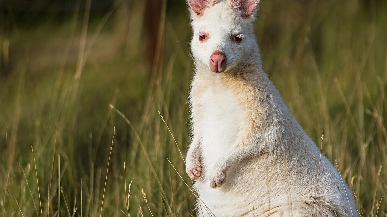 A white wallaby on Bruny Island, Tasmania.