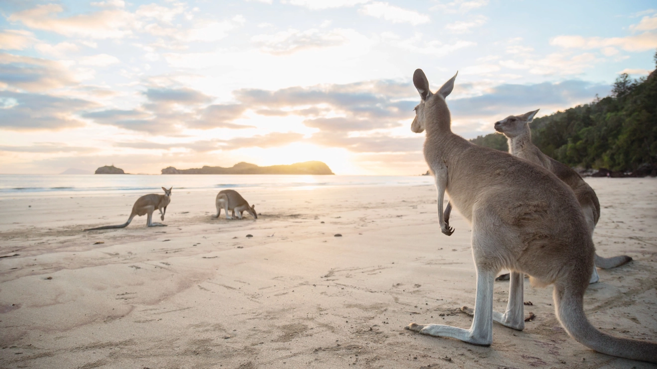 Four kangaroos on the beach at Cape Hillsborough at sunrise. Image credit: Tourism and Events Queensland