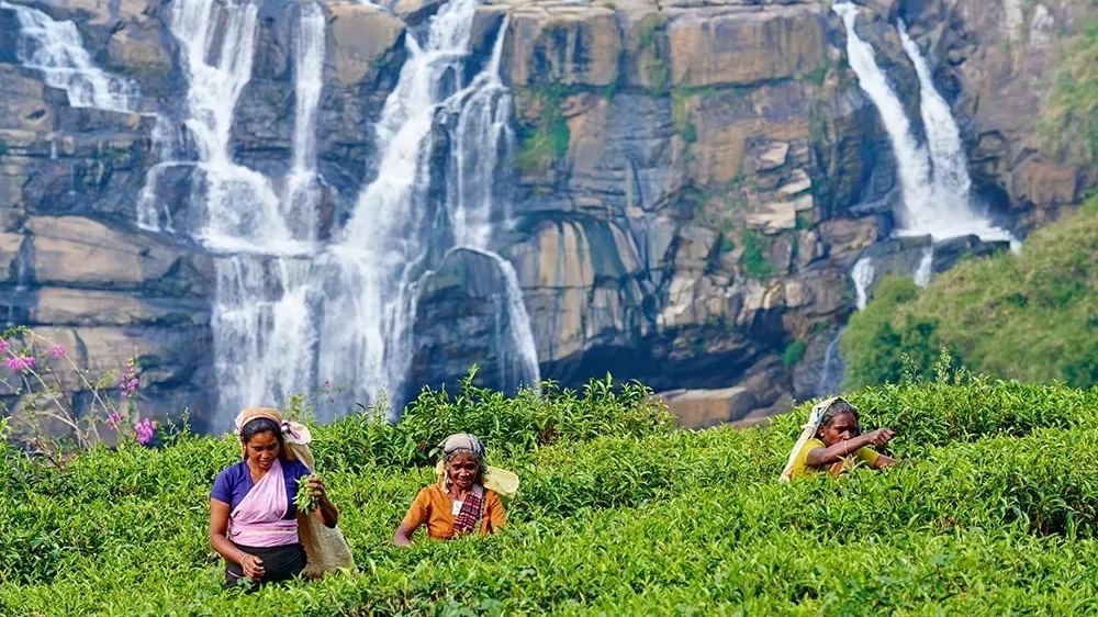 Nuwara Eliya tea plantation