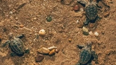 Three small turtles on the sand. Image credit: Tourism and Events Queensland
