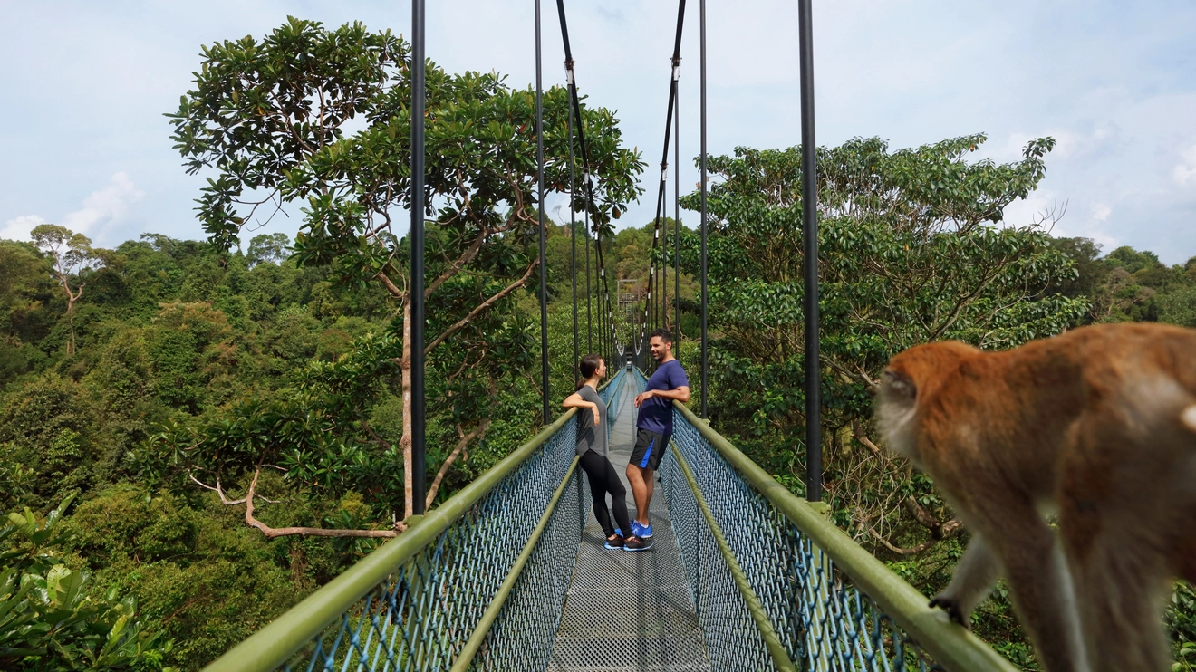 Two people, and a monkey in the foreground, on the suspension bridge at MacRitchie Reservoir, Singapore. Image credit: Singapore Tourism Board