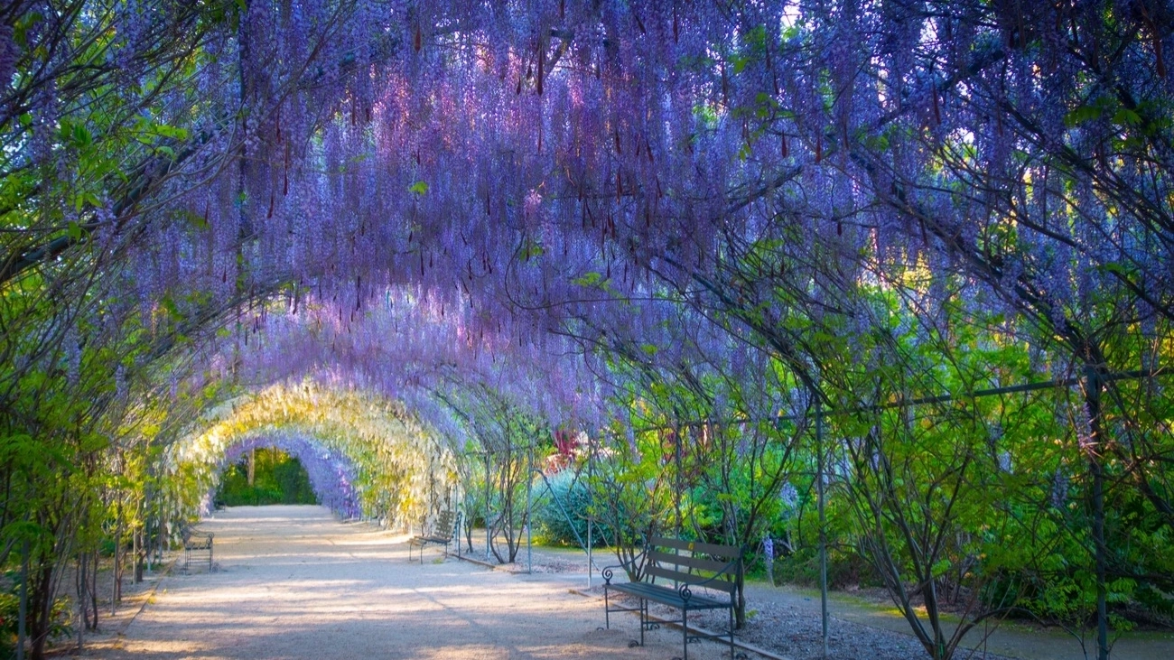 Wisteria in Adelaide Botanic gardens