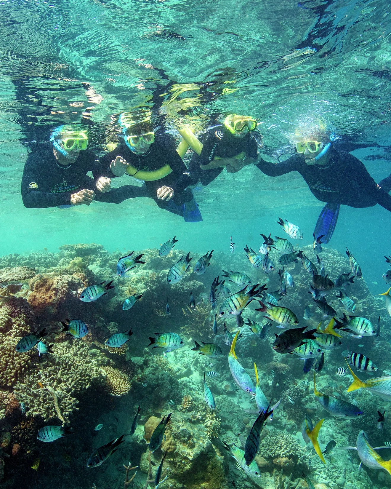 Family of four snorkelling among tropical fish and coral at Hardys Reef on the Whitsundays. Image credit: Tourism and Events Queensland