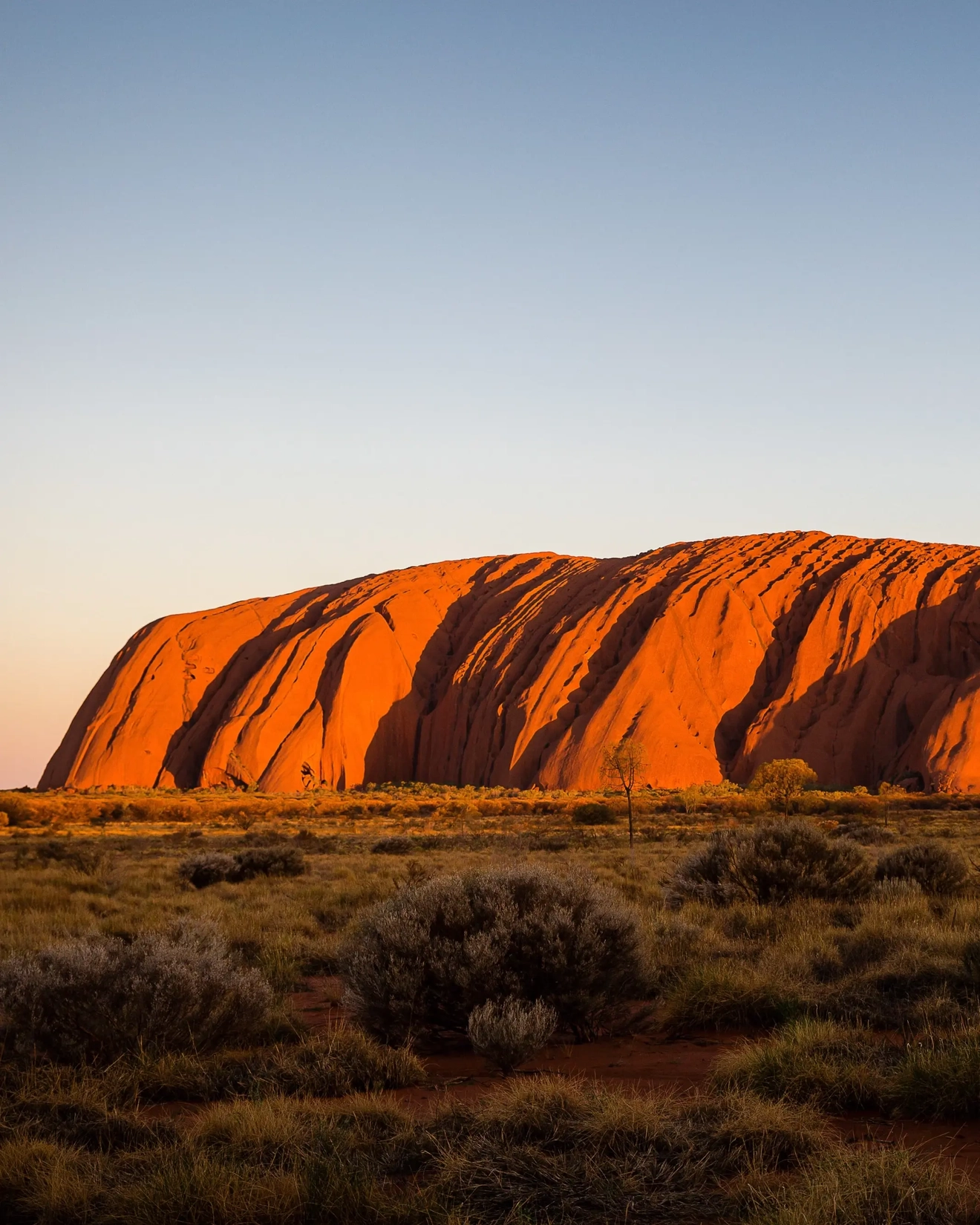 Red-orange Uluru with kangaroo grass and shrubs in the foreground. Image credit: Tourism NT/Kate Flowers
