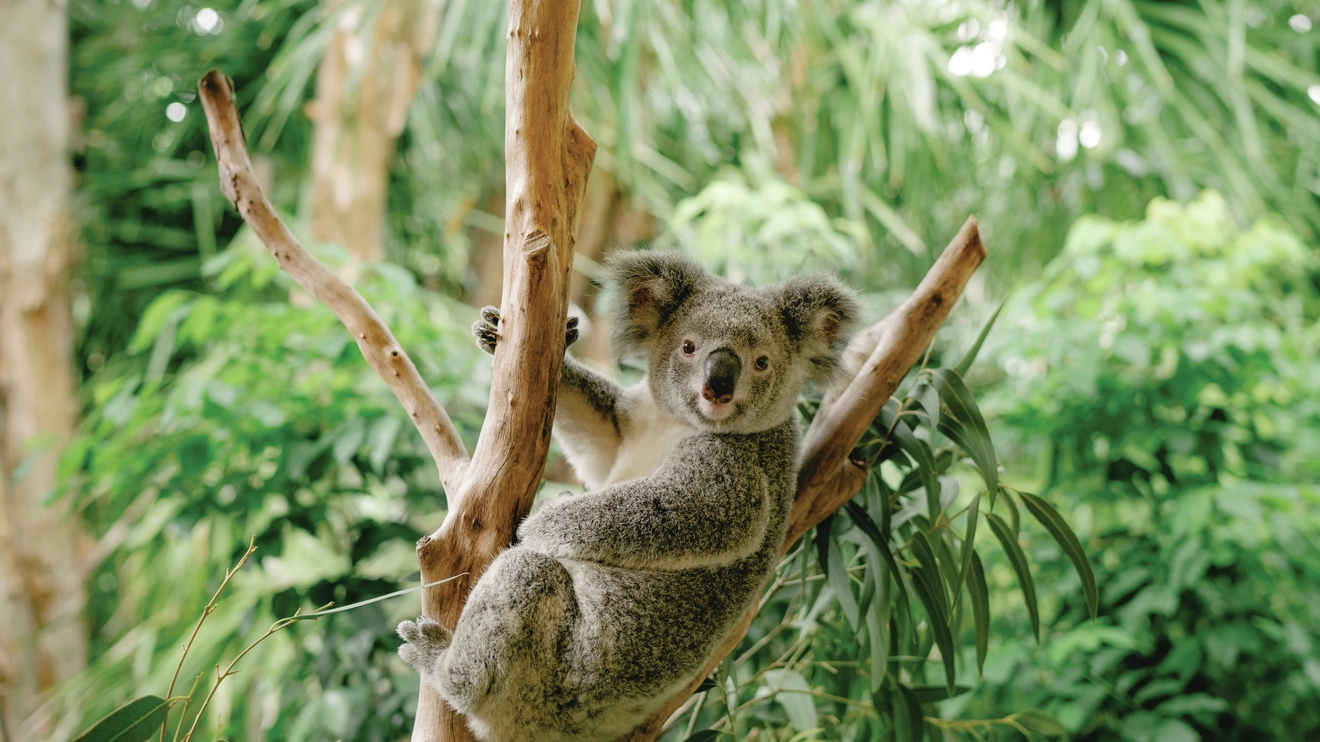 Close up of a koala in a eucalyptus tree. Hamilton Island. Image credit: Jason Hill/Tourism and Events Queensland
