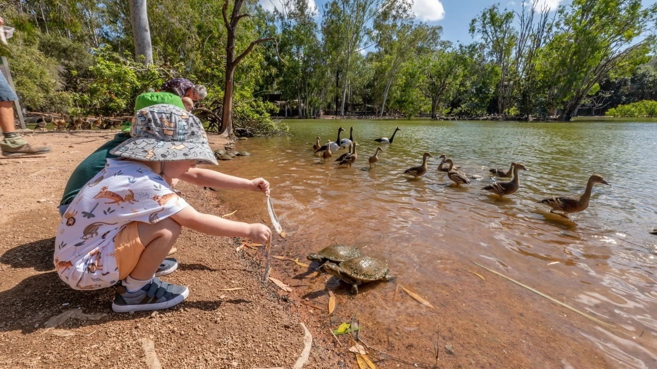 Kids feeding the turtles at Billabong Sanctuary, near Townsville. Image credit: Tourism and Events Queensland.