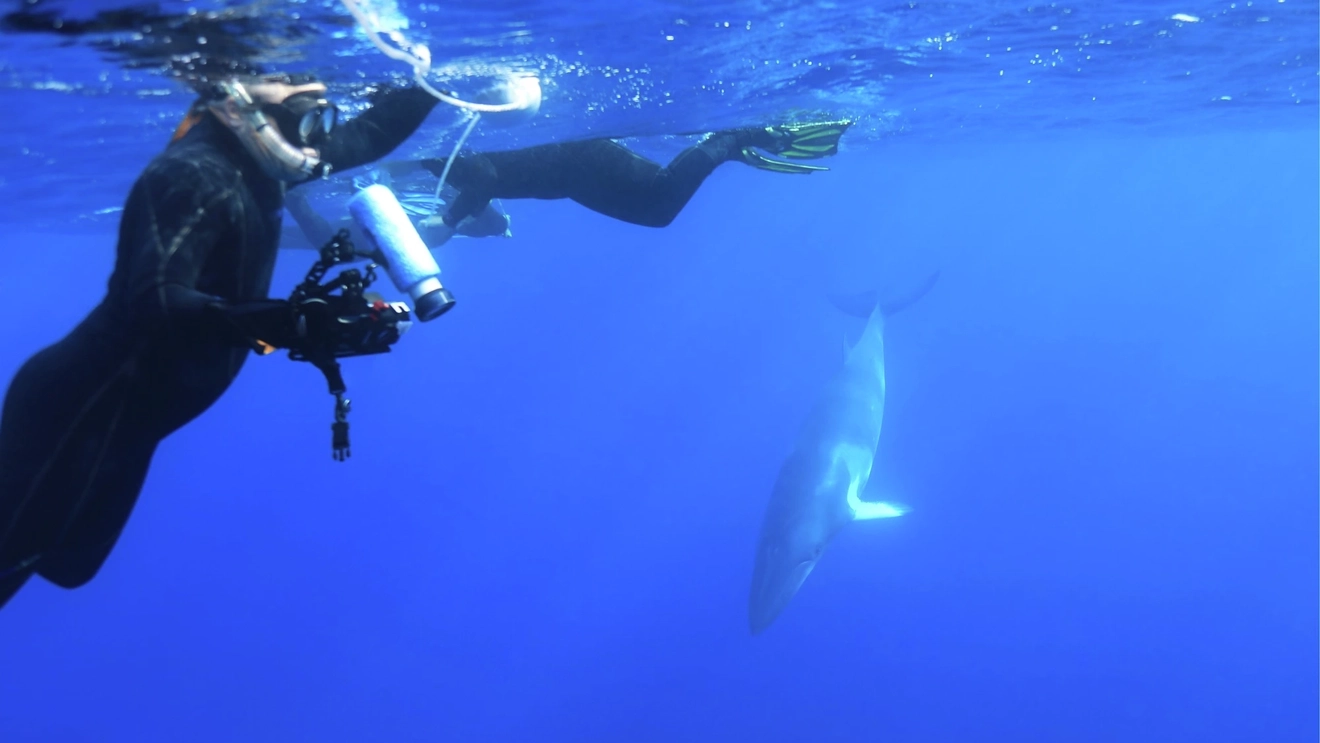 A snorkeller with a camera watches a nearby dwarf whale, Great Barrier Reef, Tropical North Queensland. Image credit: Shutterstock