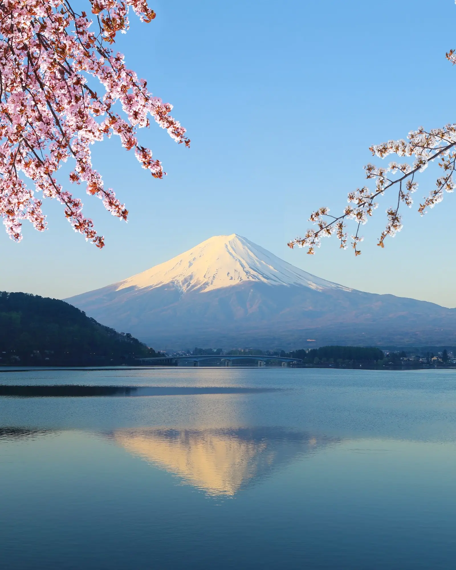 Snow-capped Mount Fuji with Lake Kawaguchiko and cherry blossoms in the foreground, Chubu, Japan. Image credit: stock.adobe.com