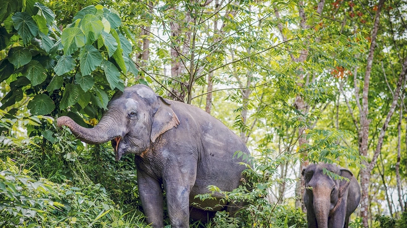 The ethical sanctuary offers a guilt-free elephant experience