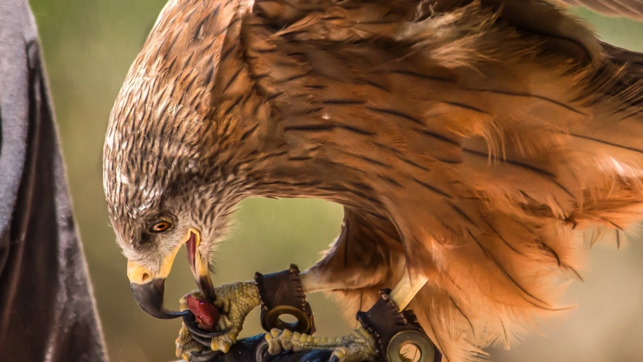 Black kite hawk at Eagles Heritage, Margaret River. Image credit: agiven/Shutterstock.com