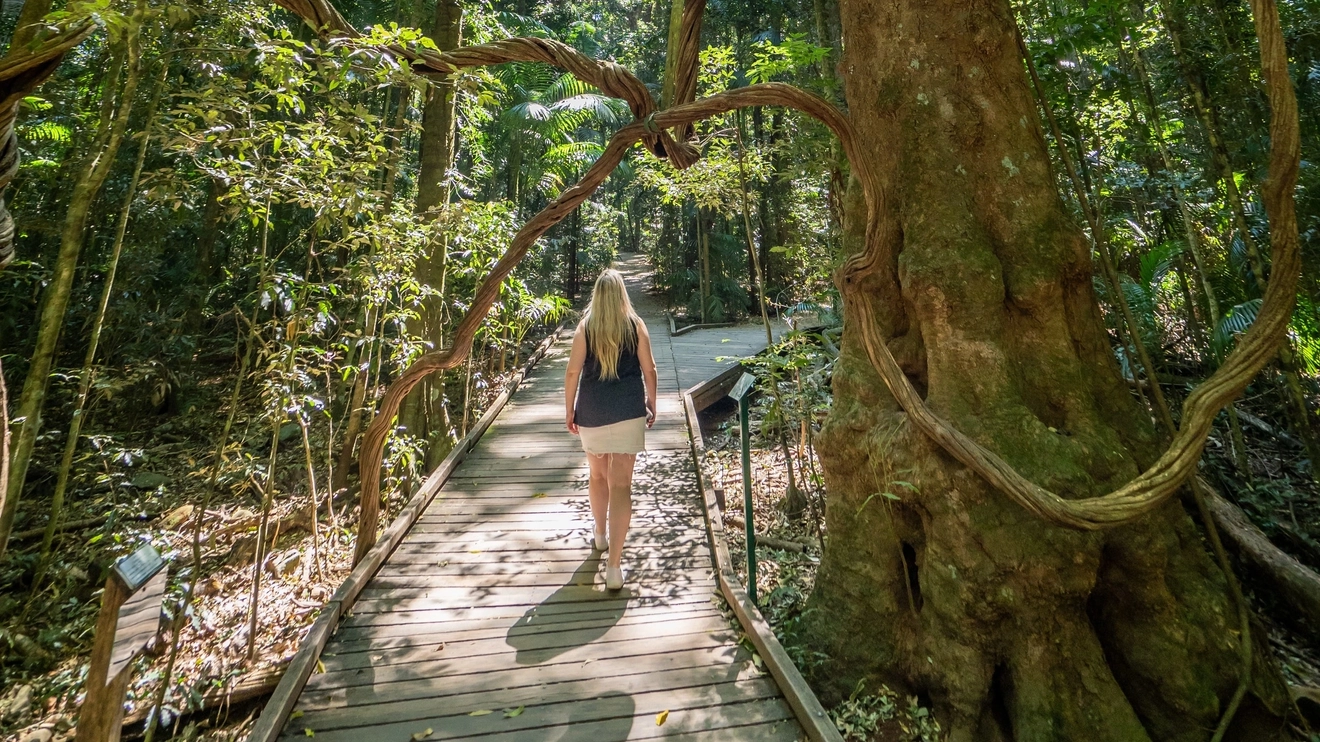 Woman walking on boardwalk in subtropical rainforest at Mary Cairncross Scenic Reserve, Maleny, Sunshine Coast. Image credit: Tourism and Events Queensland