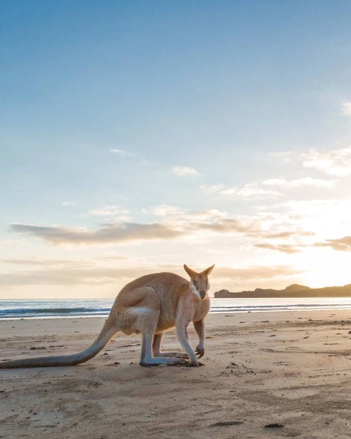 Young girl and wallaby on the beach at sunrise, Cape Hillsborough. Image credit: Nathan McNeil/Tourism and Events Queensland