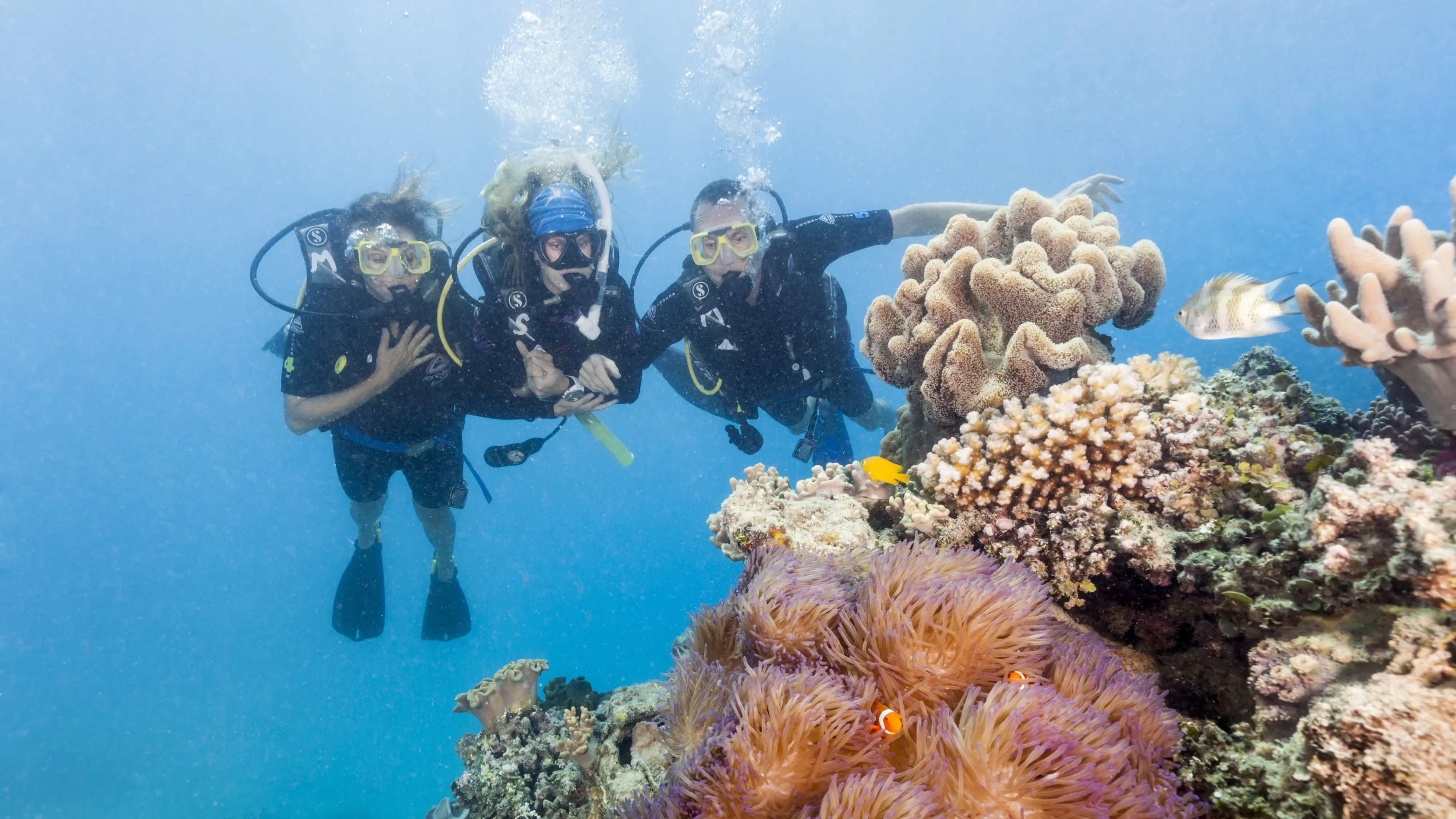 Three people in diving gear, underwater with colourful coral in the foreground. Image credit: Tourism and Events Queensland