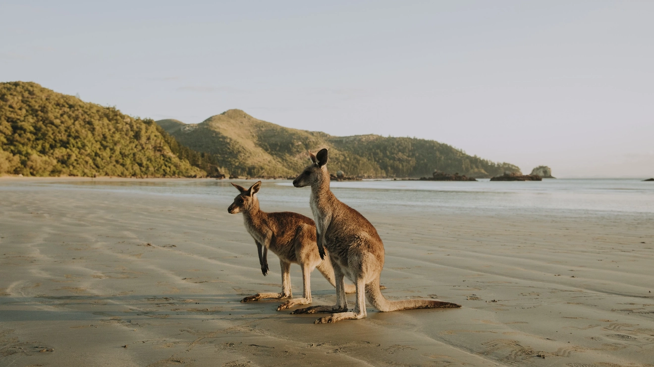 Two wallabies on Cape Hillsborough beach at sunrise. Image credit: Jack Harlem/Tourism and Events Queensland