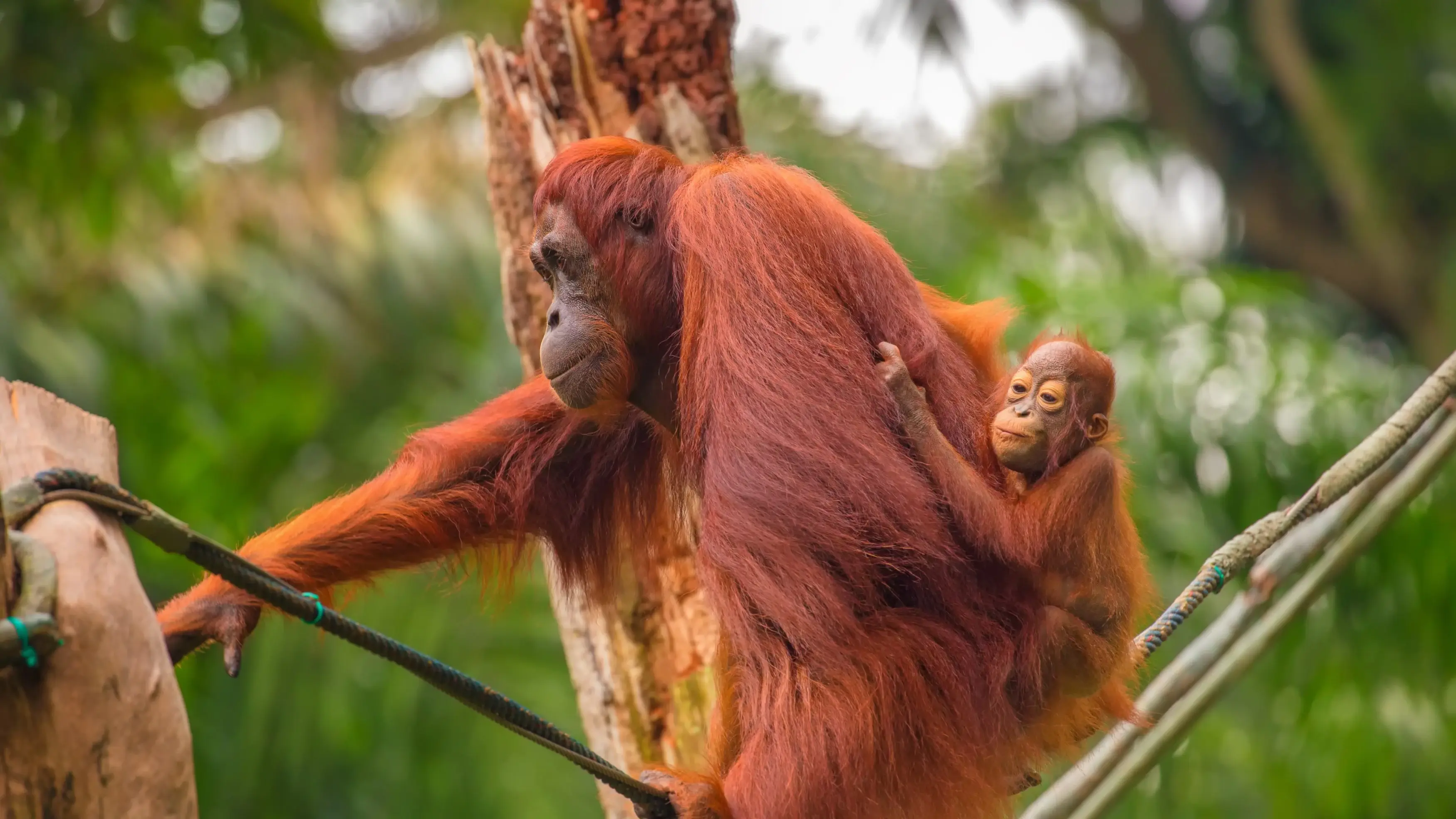 Close-up of a baby orangutan holding onto its parent at Singapore Zoo. Image credit: stock.adobe.com