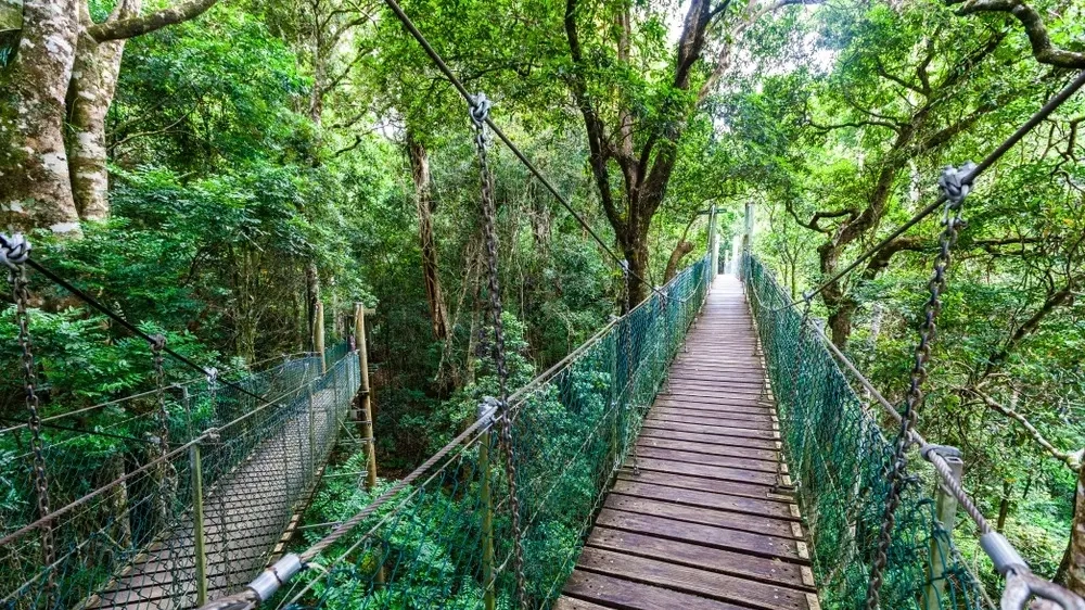 Suspended walkway in the treetops at Lamington National Park. Image credit: Shutterstock/Greg Brave