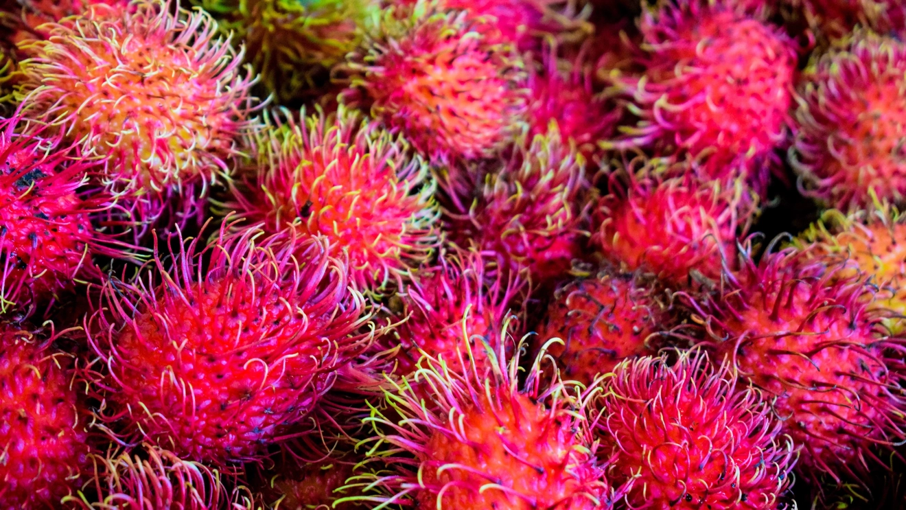 Close up of a pile of rambutans showing their reddish-pink hairy skins. Image credit: Shutterstock