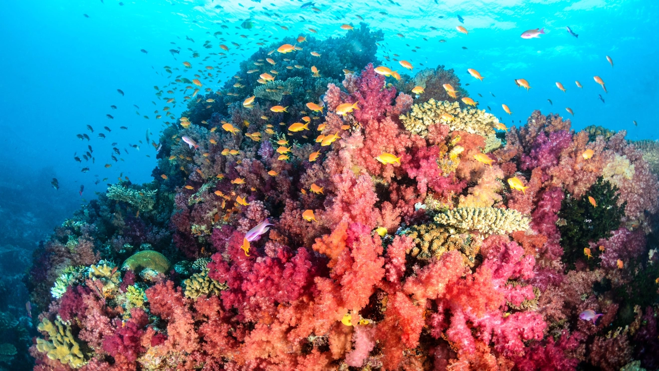 Tropical fish swimming around colourful coral in Fiji. Image credit: stock.adobe.com