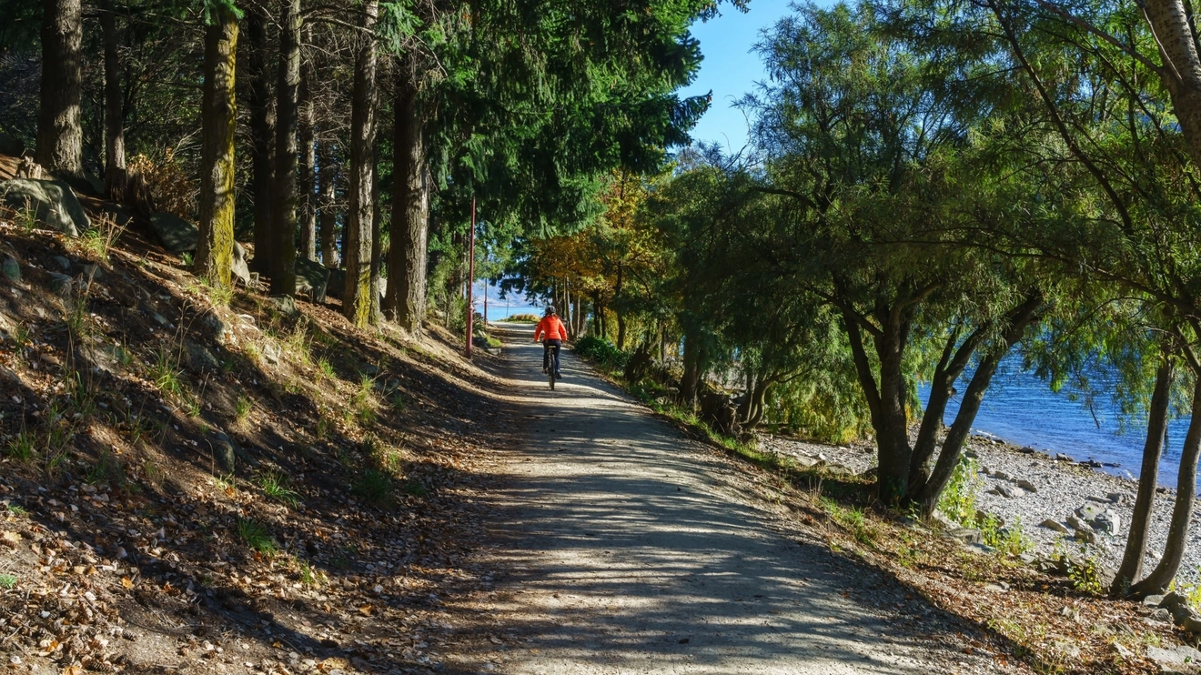 Cyclist on bike track in Queenstown Gardens with trees on either side and Lake Wakatipu to the right, Queenstown, New Zealand. Image credit: stock.adobe.com