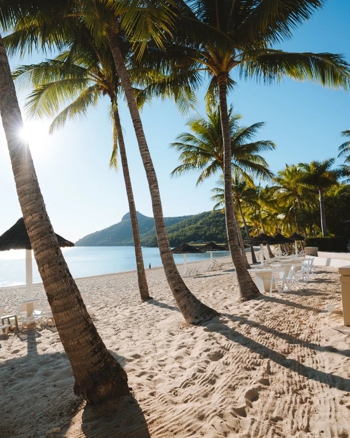 Sandy beach, palm trees, deckchairs and umbrellas overlooking the beach at the Beach Club, Hamilton Island, Whitsunday Coast. Image credit: Tourism and Events Queensland