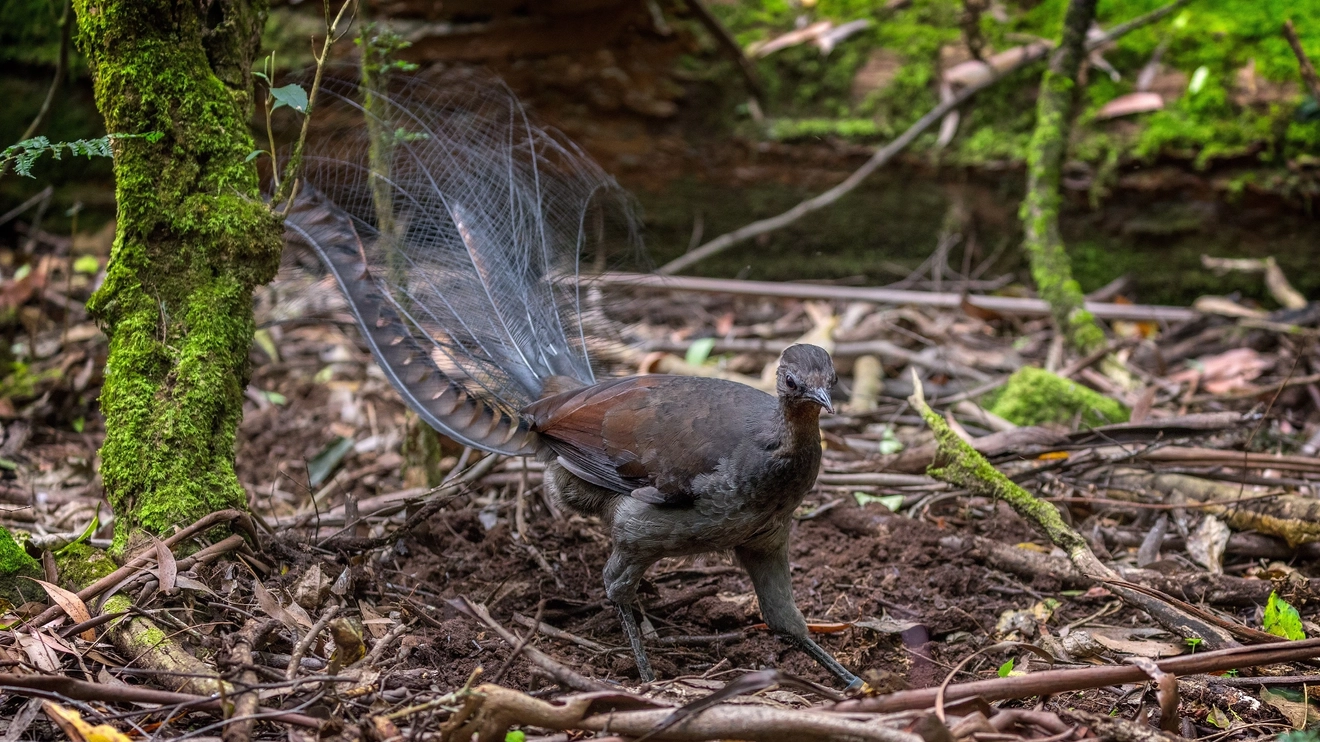 A lyrebird in the Dandenong Ranges National Park, Melbourne. Image credit: stock.adobe.com