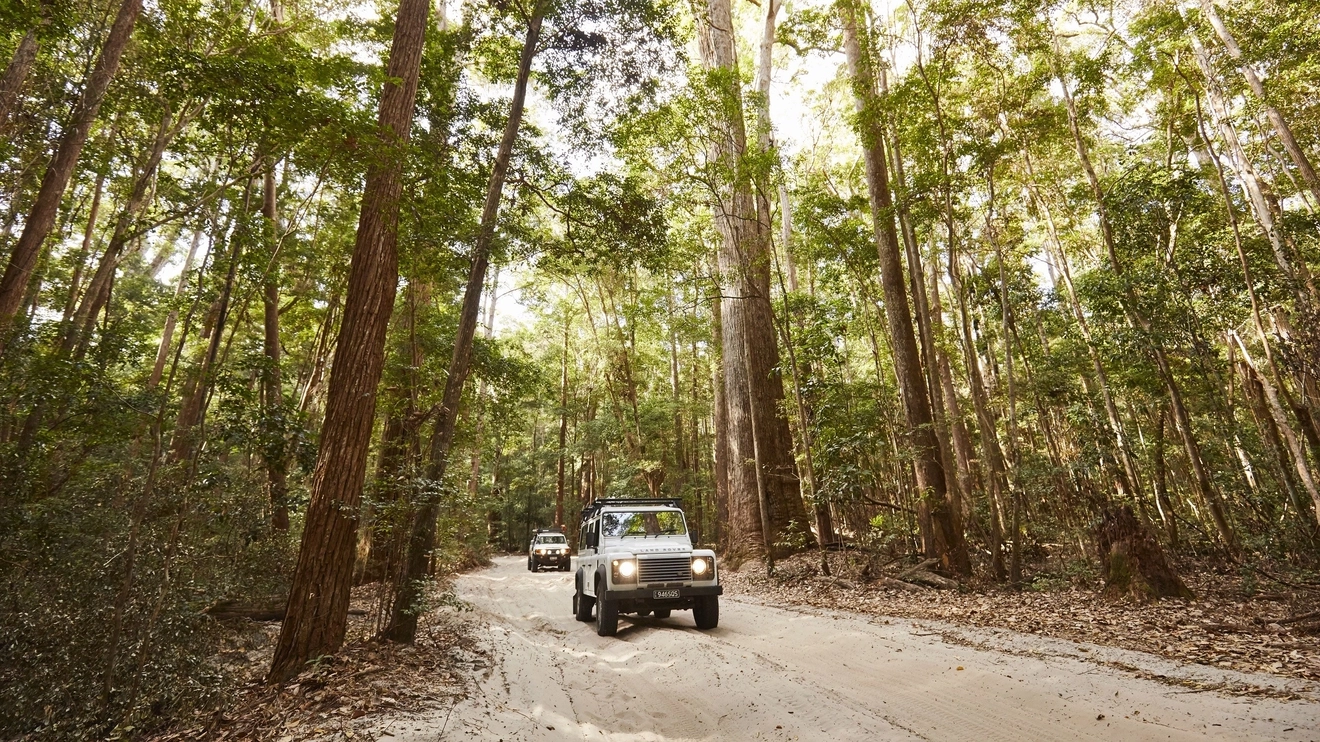 Two 4WDs travel on a sandy road surrounded by tall trees on Fraser Island. Image credit: Tourism and Events Queensland.