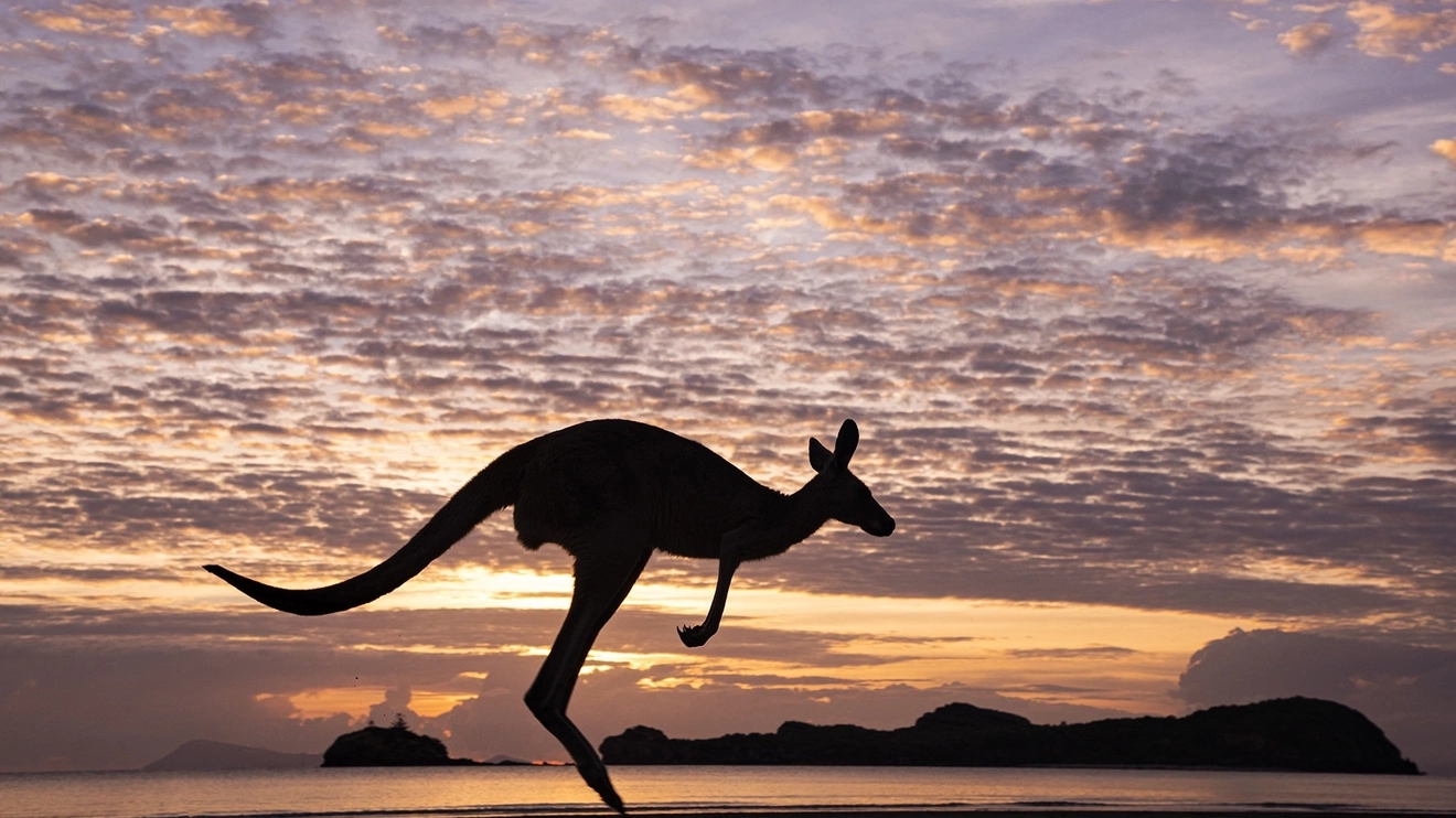 Silhouette of kangaroo hopping at Cape Hillsborough beach at sunrise, with sea and islands in background, Mackay area. Image credit: Tourism and Events Queensland