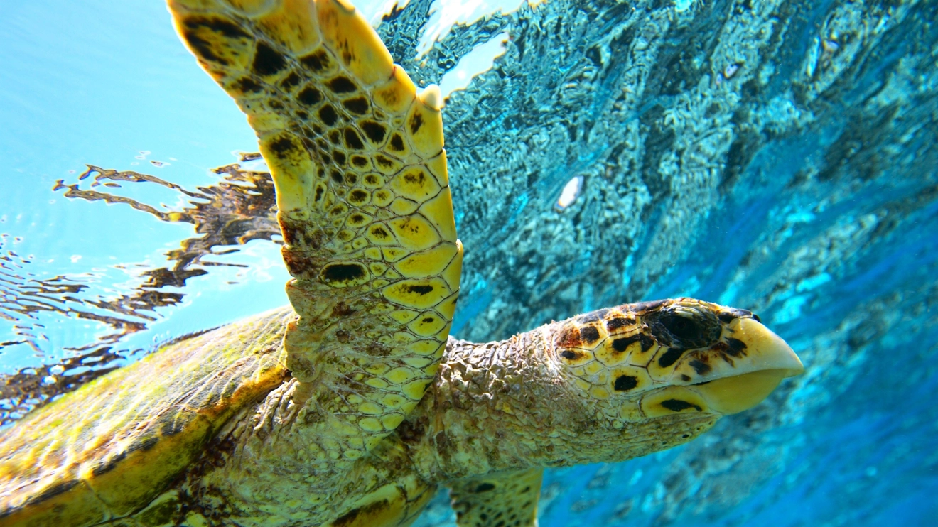 Close-up of a sea turtle swimming in clear, blue water. Image credit: stock.adobe.com