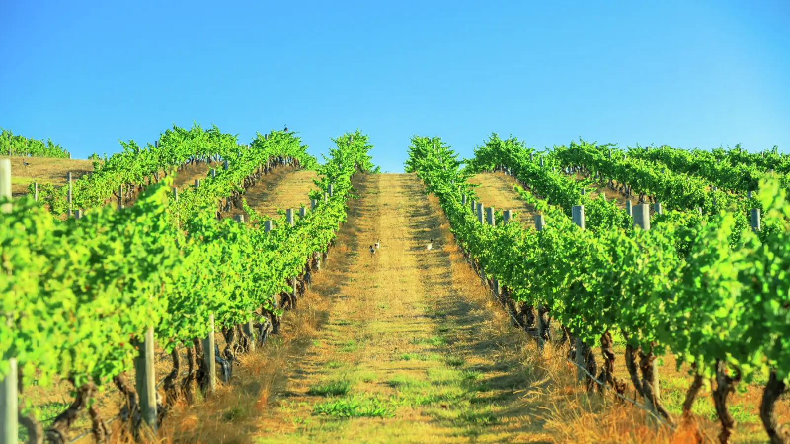 Sun-drenched vineyard at Wilyabrup, Margaret River region, Western Australia. Image credit: stock.adobe.com