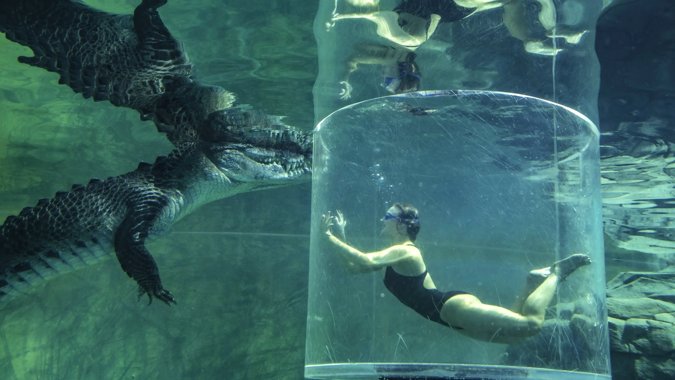 A person in an underwater viewing tank, facing a large salterwater crocodile at Crocosaurus Cove, Darwin. Image credit: Tourism NT/Helen Orr