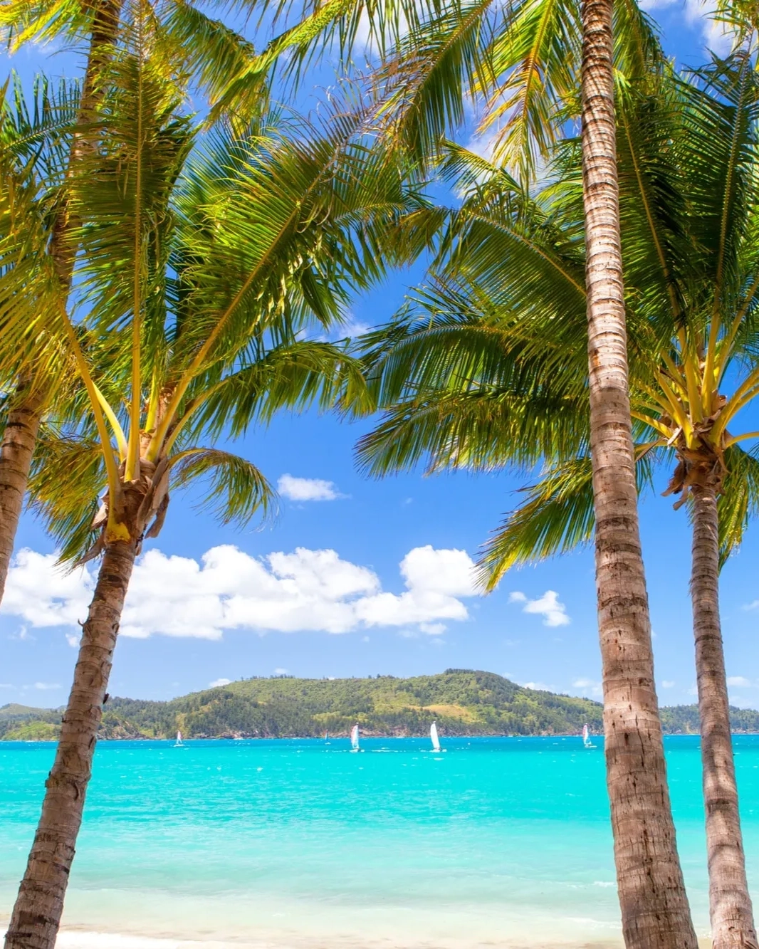 Palm trees, white sand beach, sailing boats and islands in the background on Catseye Beach, Hamilton Island.